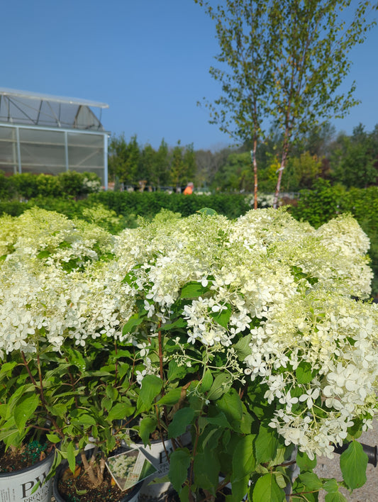 Hydrangea ‘Puffer Fish’