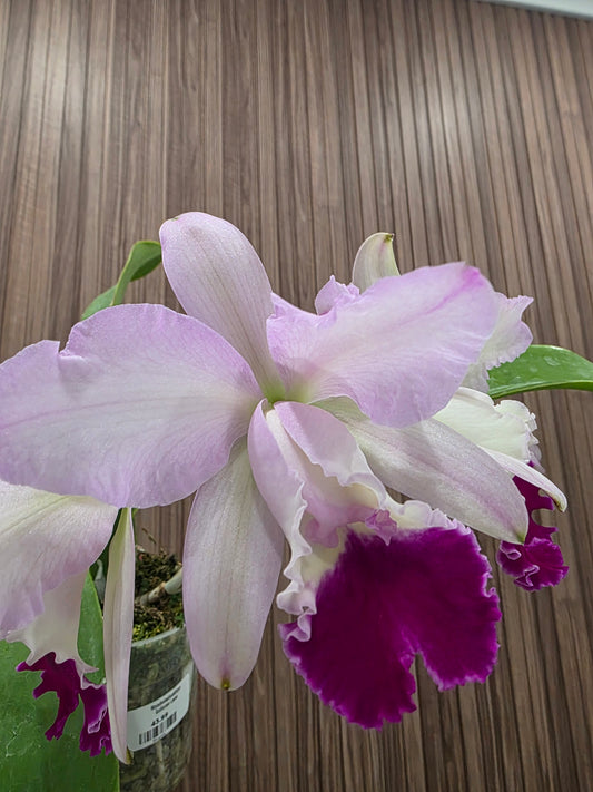 Rhyncholaeliocattleya Guillermo Lasso