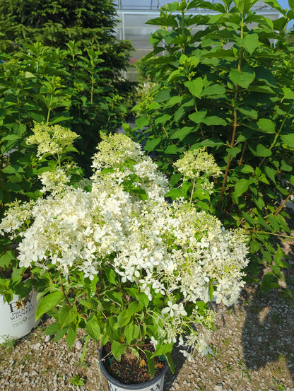 Hydrangea ‘Puffer Fish’