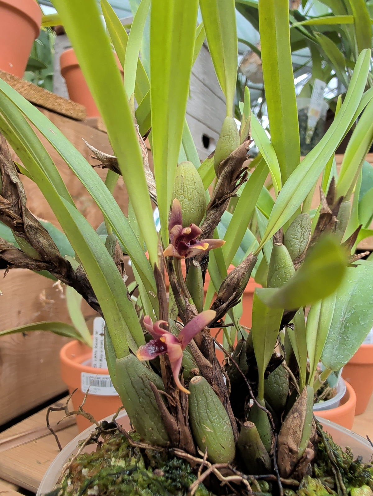 4.5" Maxillaria variabilis (dark red)