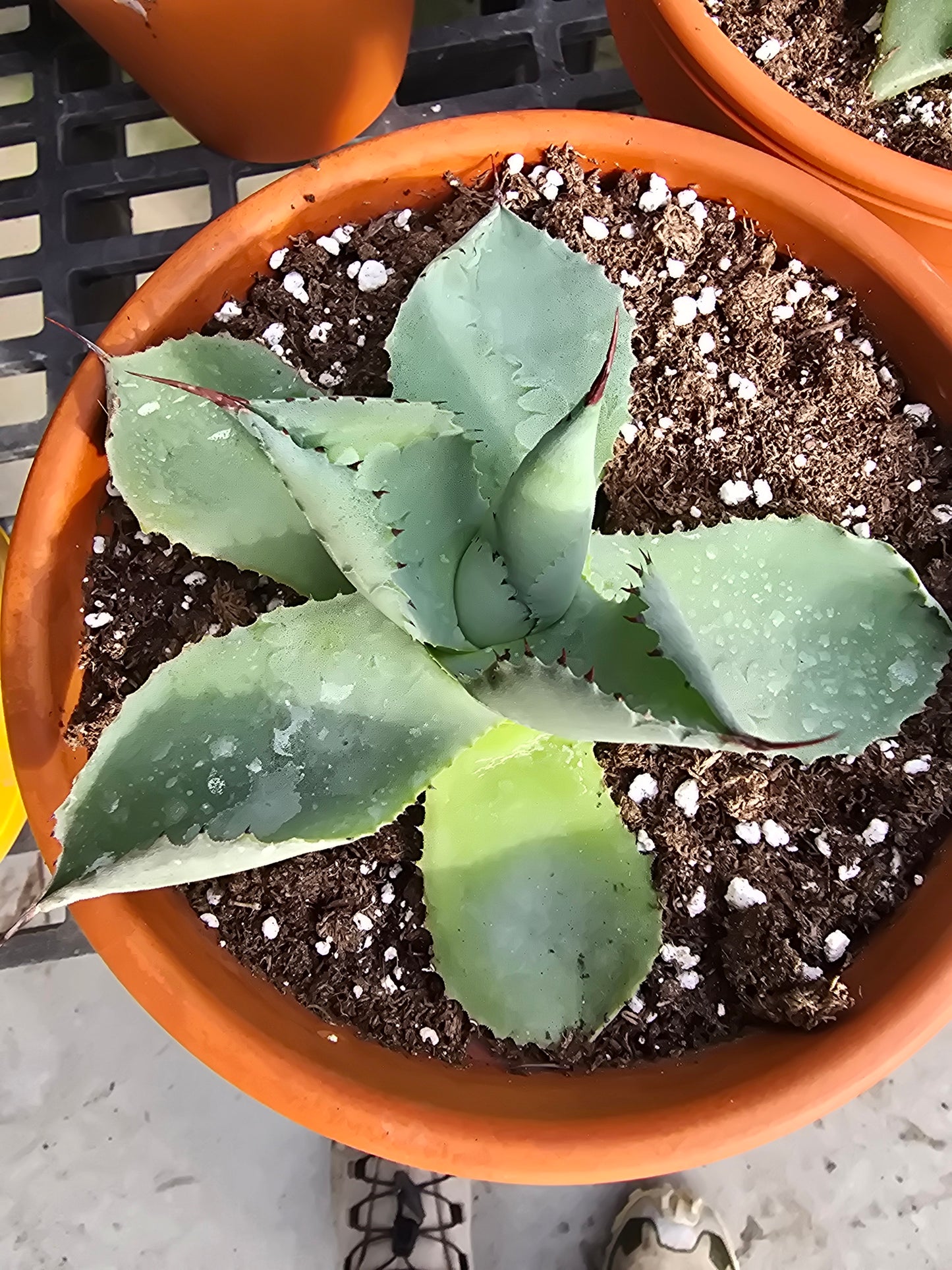6" Agave 'Dragon Toe'