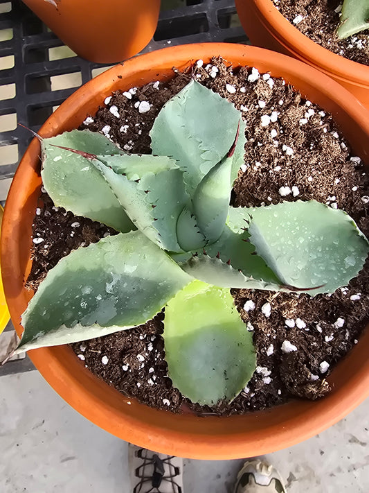 6" Agave 'Dragon Toe'