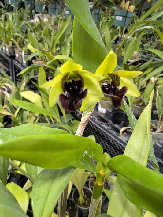 3" Dendrobium convolutum