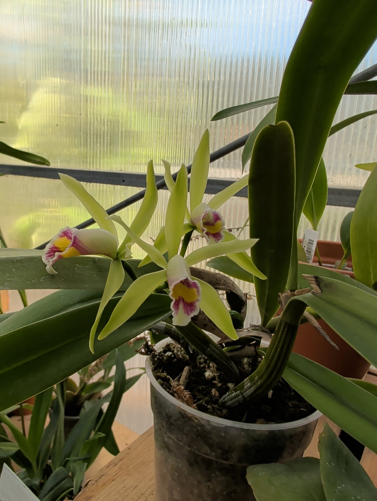 4.5" Cattleya My Special Angel
