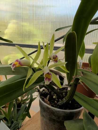 4.5" Cattleya My Special Angel