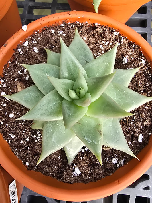 6" Echeveria agavoides