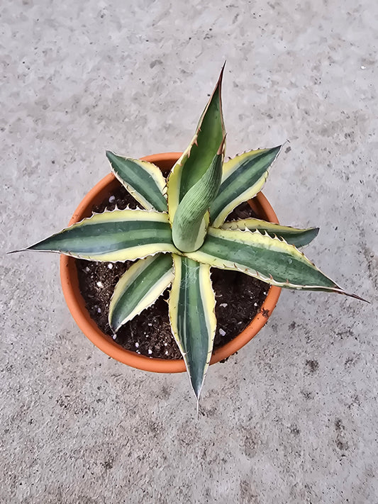 3" Agave Quad Colour
