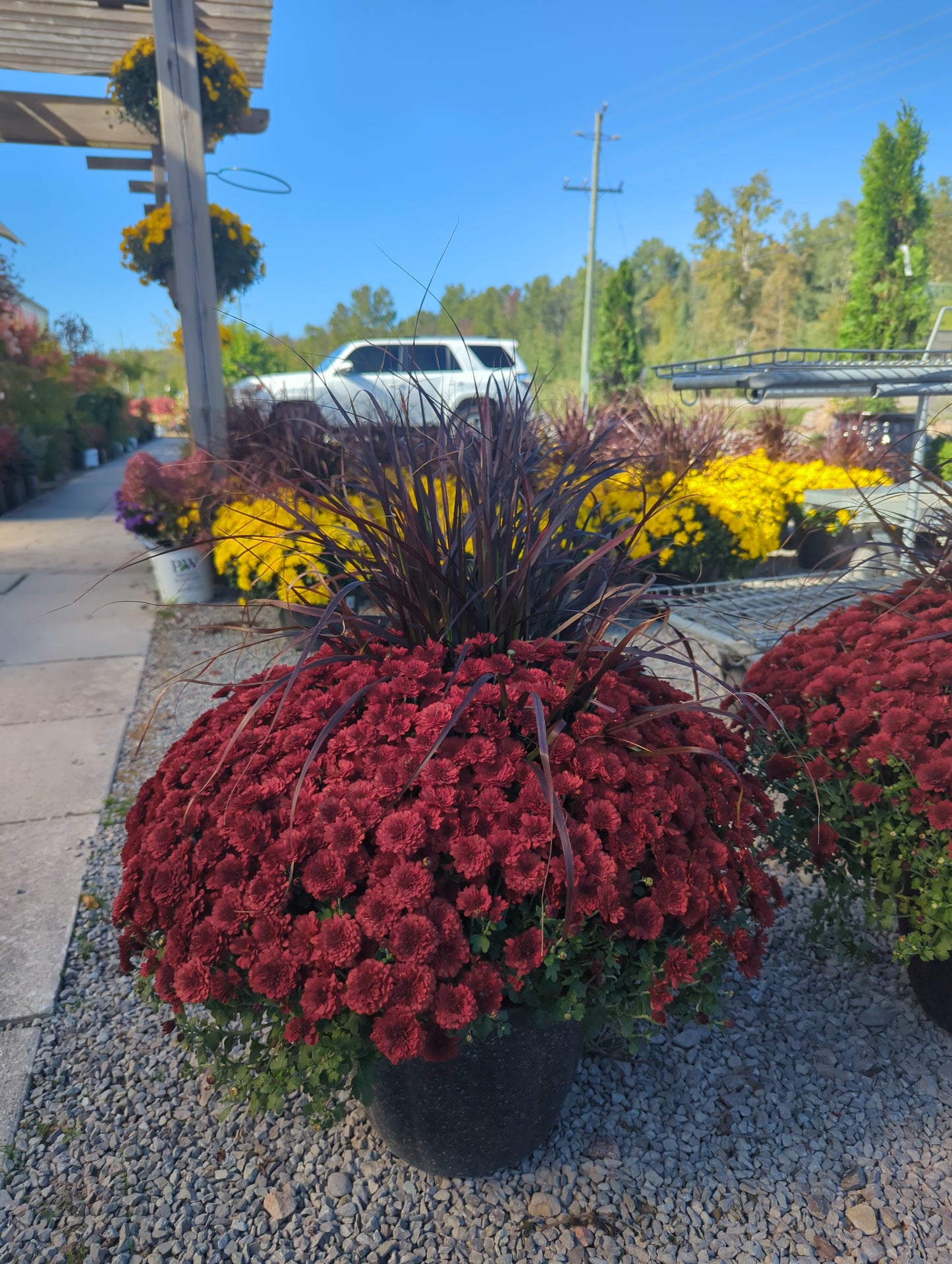 14" Mums with Fountain Grass