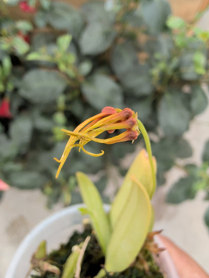 2" Bulbophyllum hirundinis