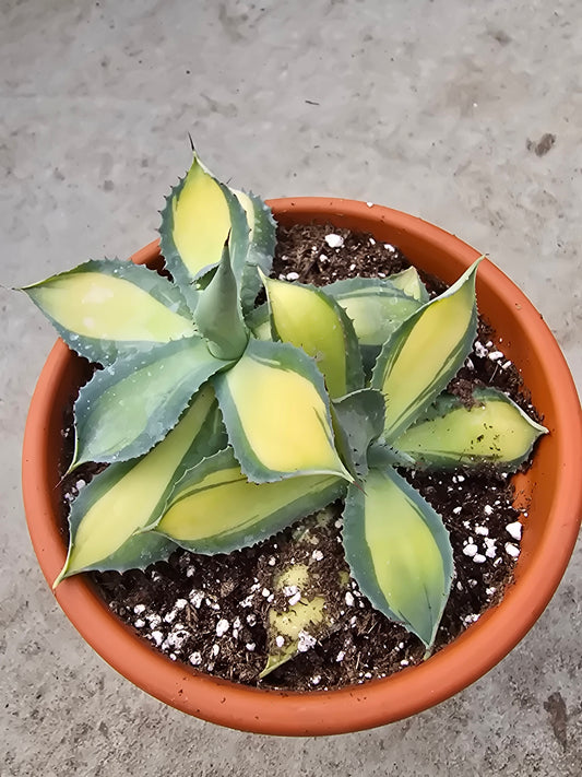 6" Agave 'Rumrunner'
