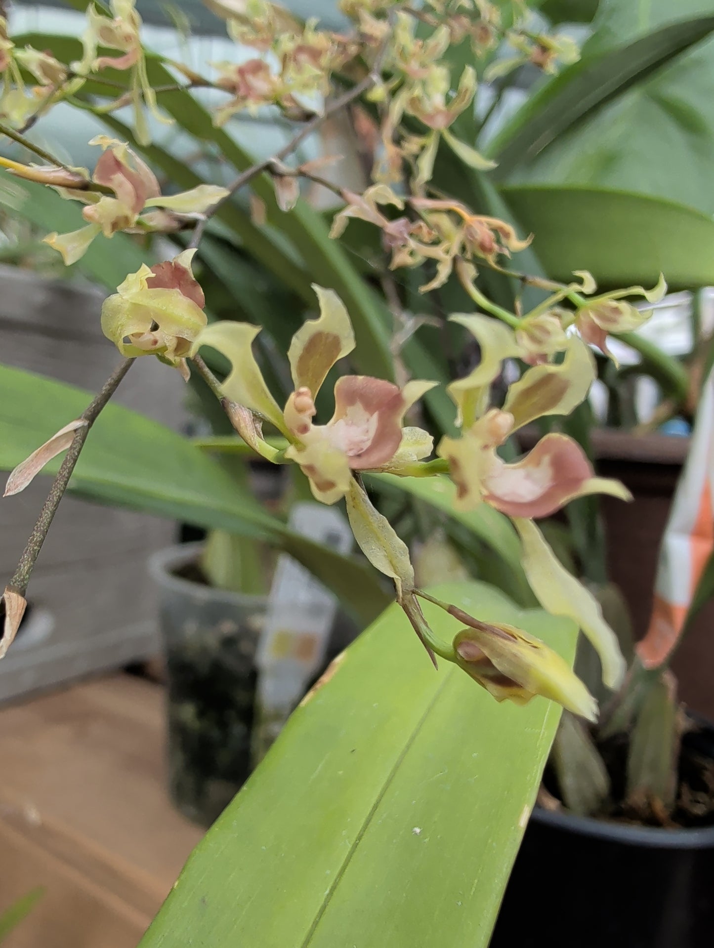 Oncidium peltiforme