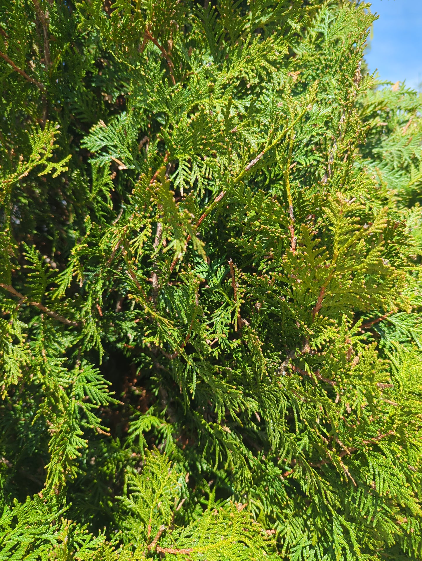 Black Cedar, 7', WB