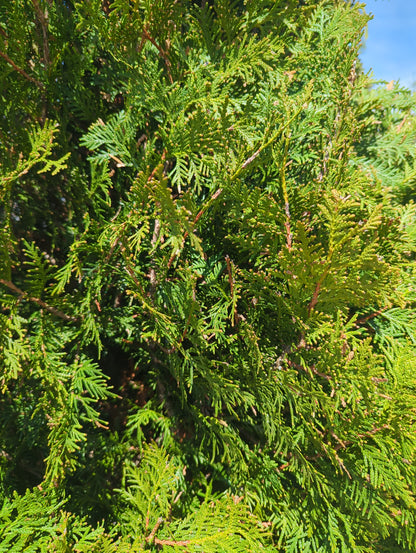Black Cedar, 7', WB