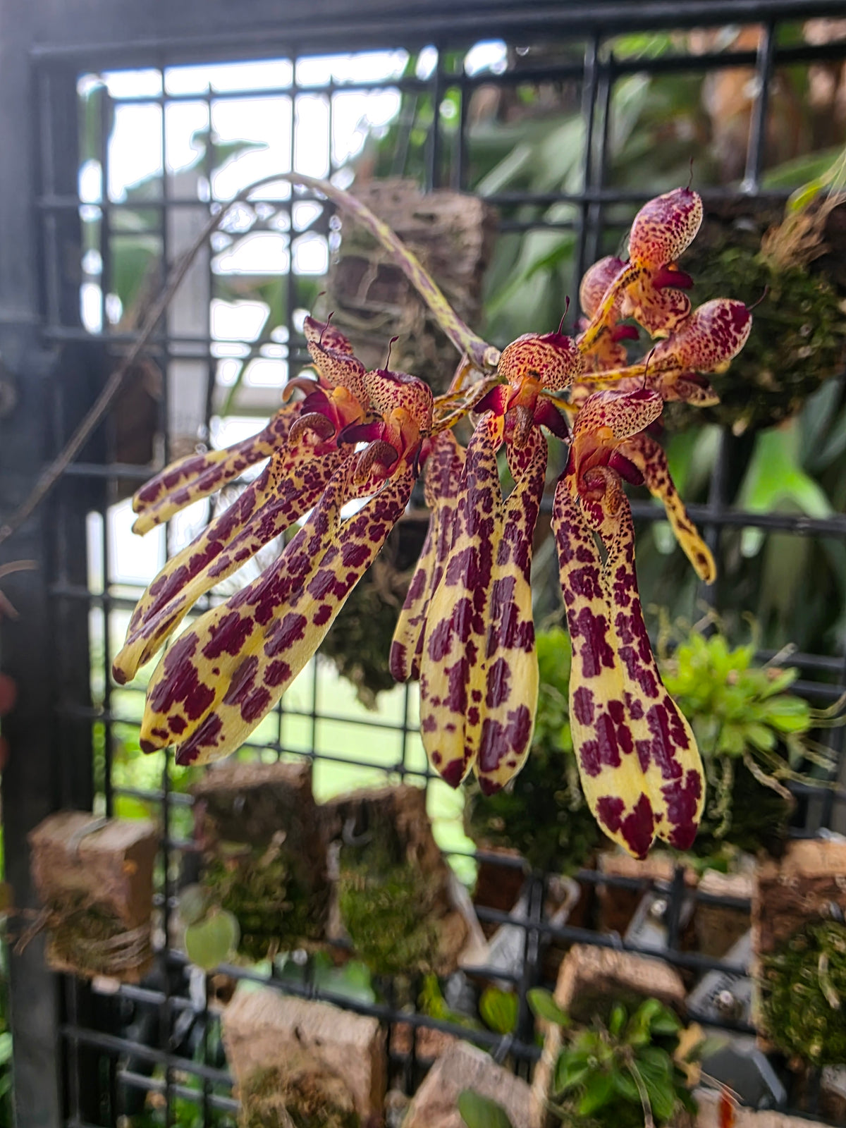 3" Bulbophyllum longiflorum