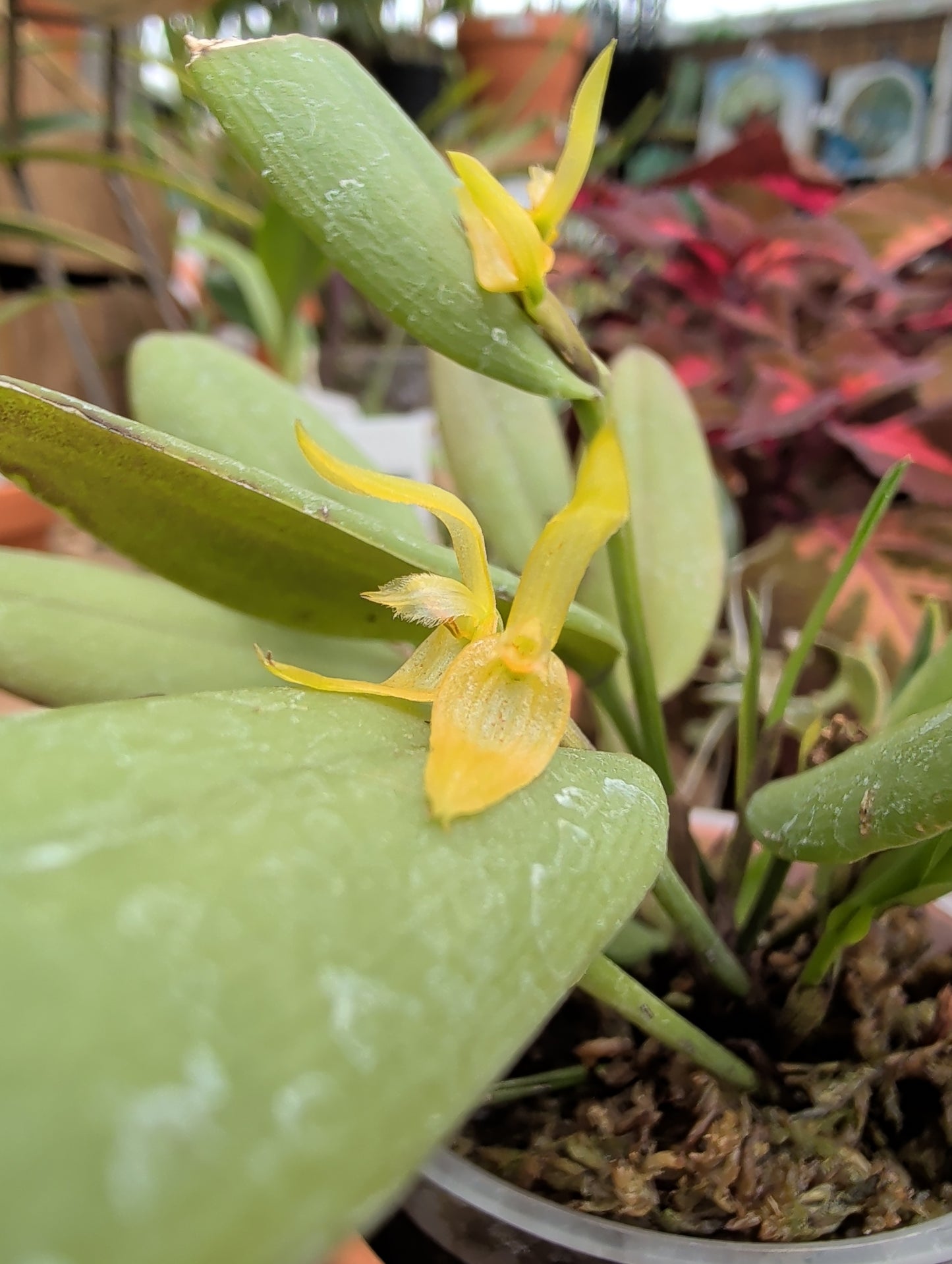 3" Acianthera equatoriana