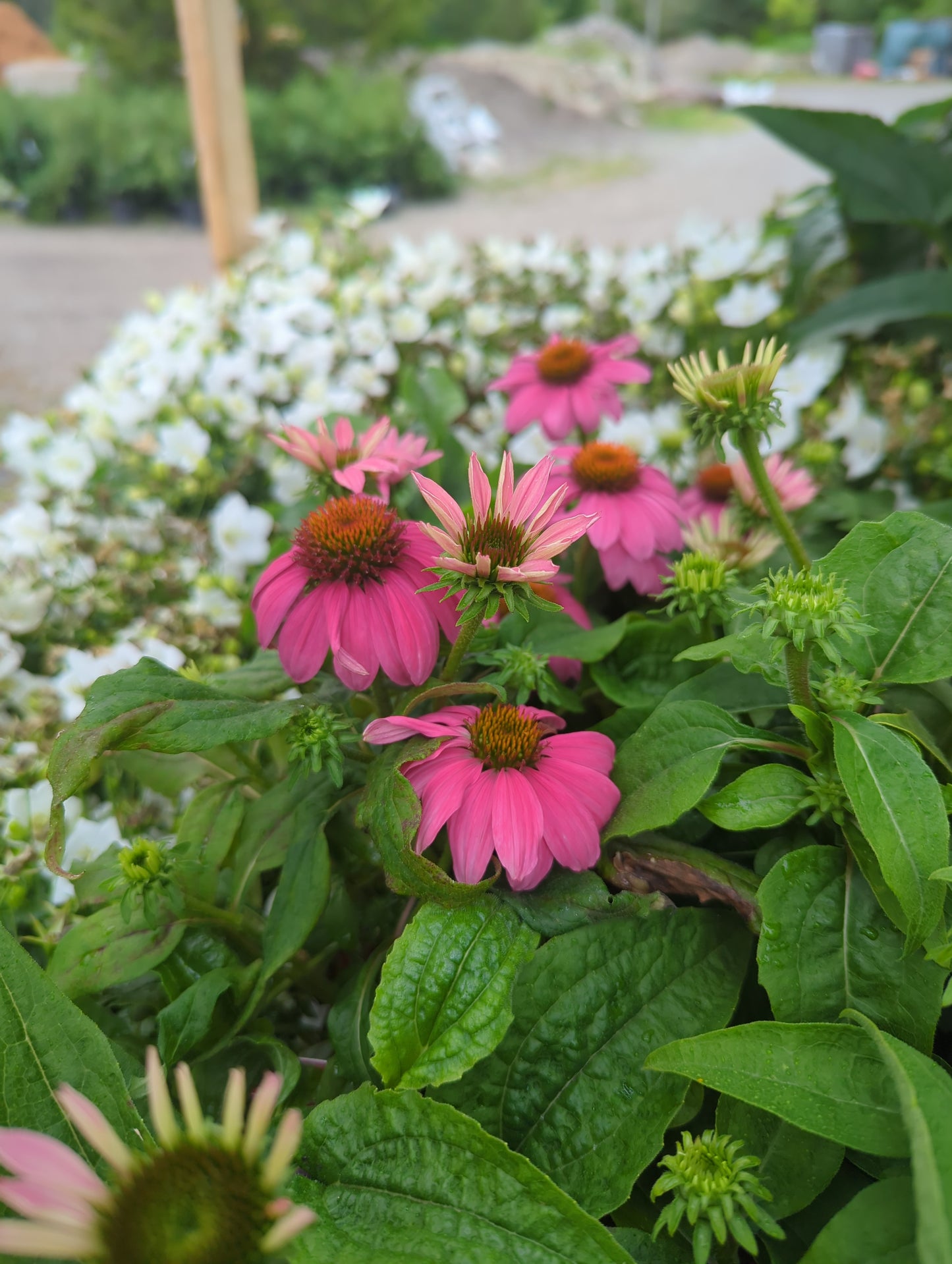 Echinacea 'Powwow Wild Berry' 1gal