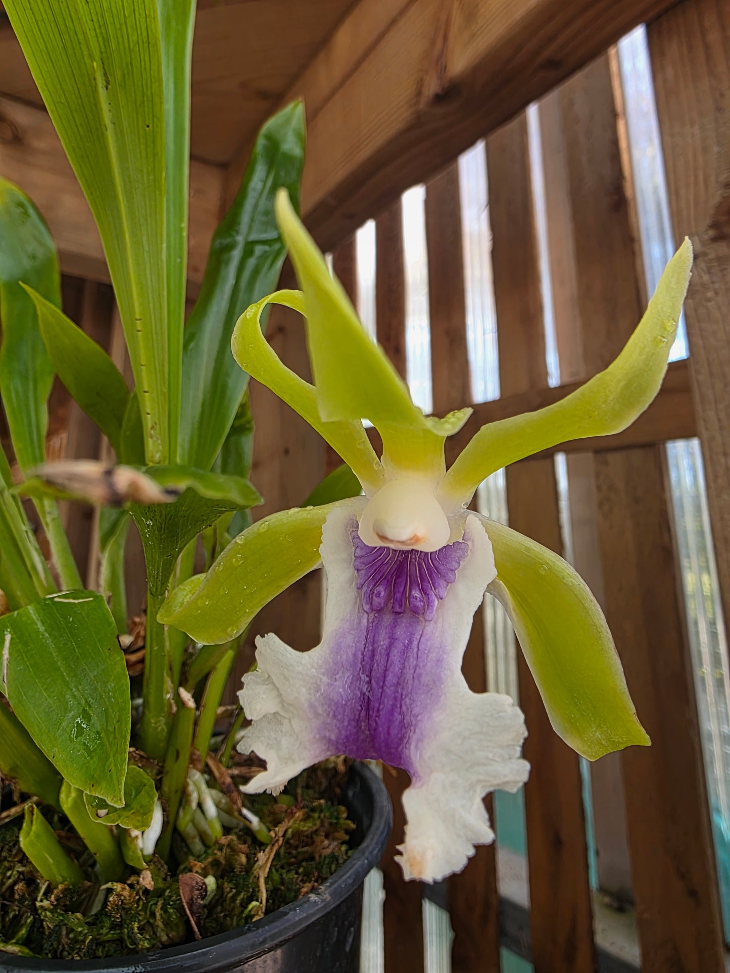 4" Cochleanthes Aromatica