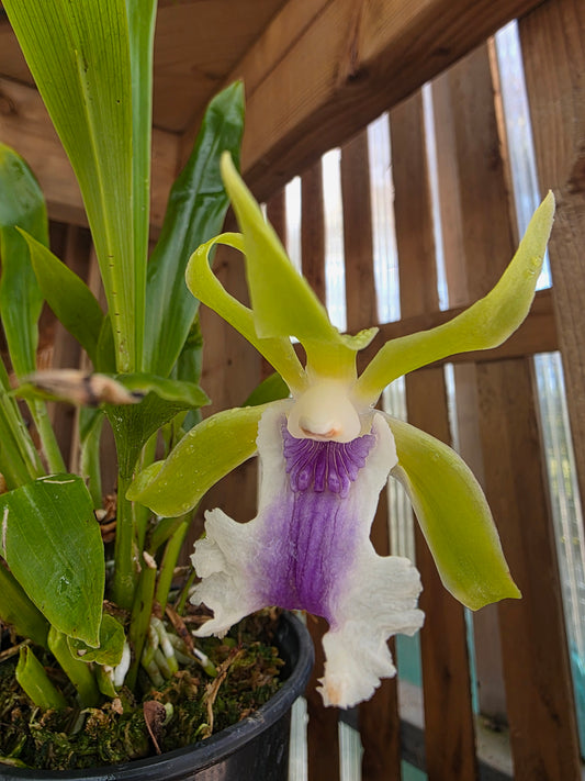 4" Cochleanthes Aromatica