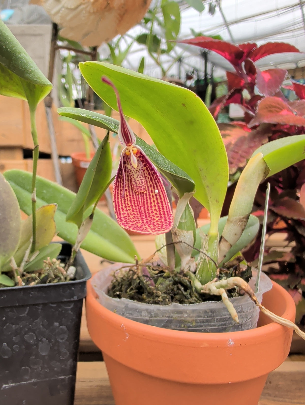 Restrepia elegans 'Camila