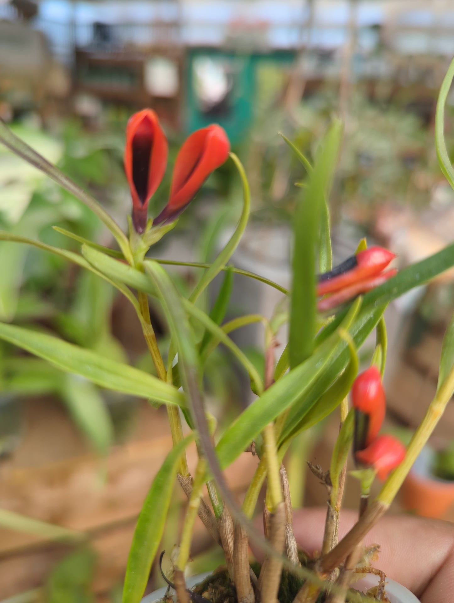 3" Dendrobium vexillarius f. red