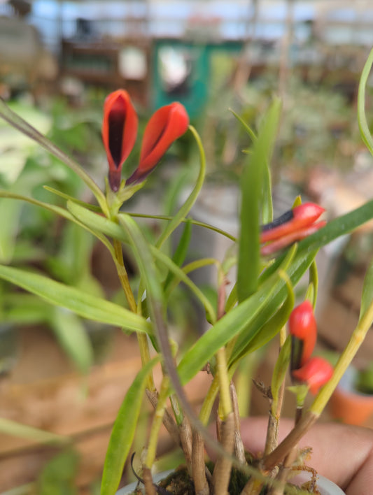 3" Dendrobium vexillarius f. red