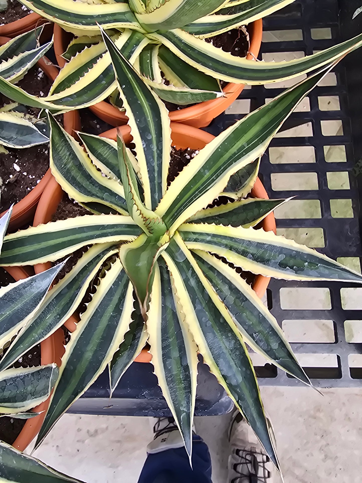 6" Agave Quad Colour