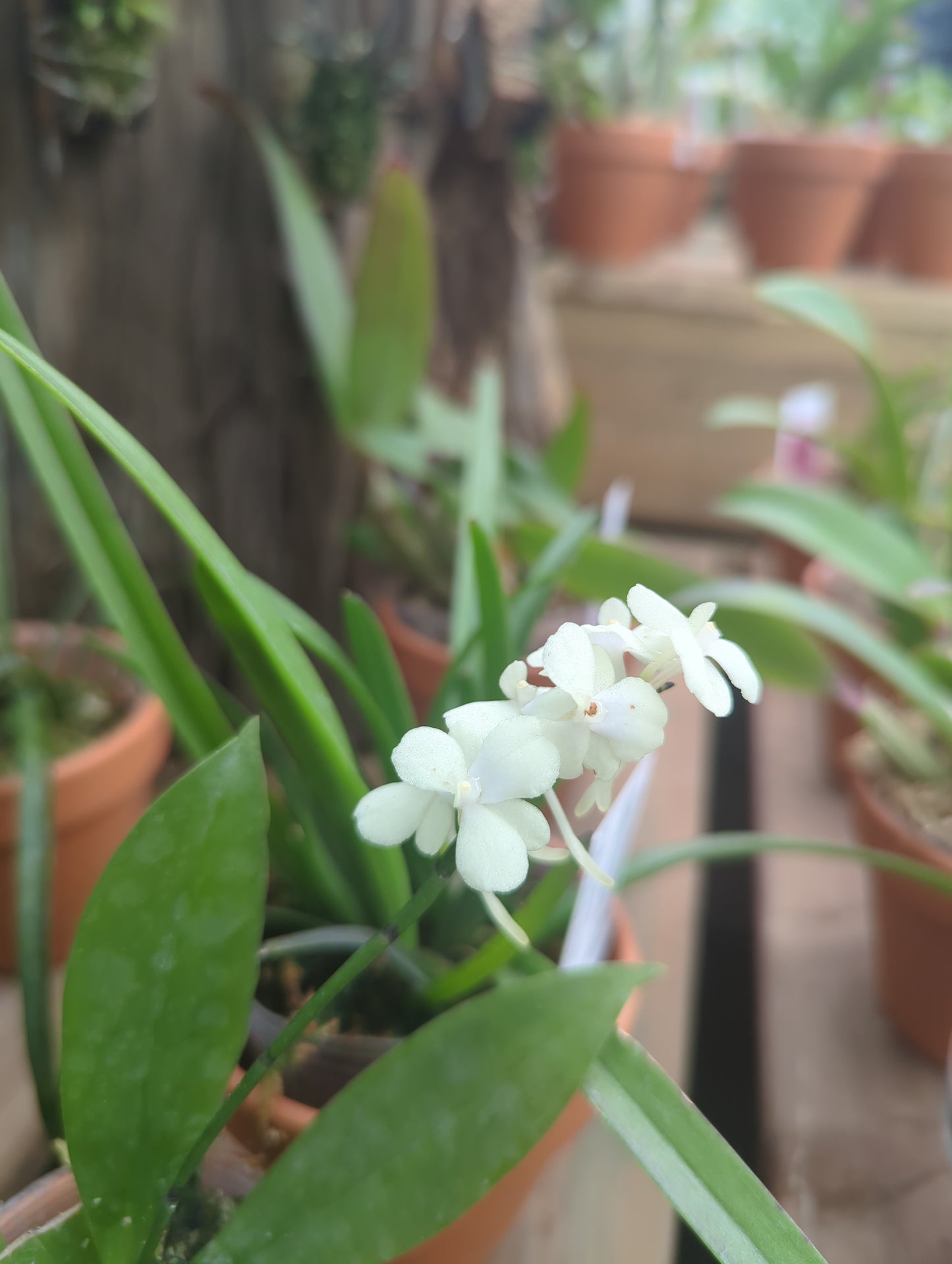 2" Vanda Aerangis citrata