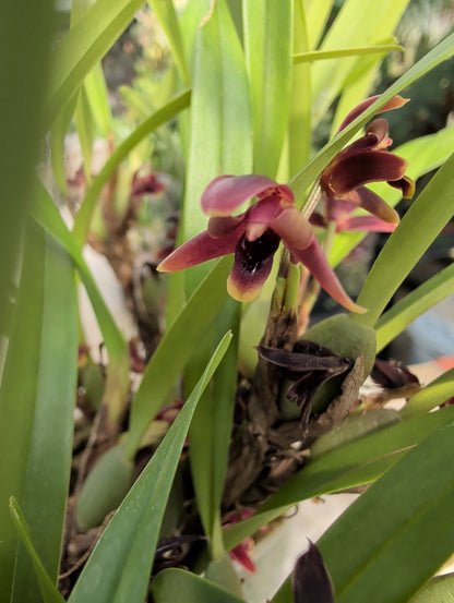 4.5" Maxillaria variabilis (dark red)