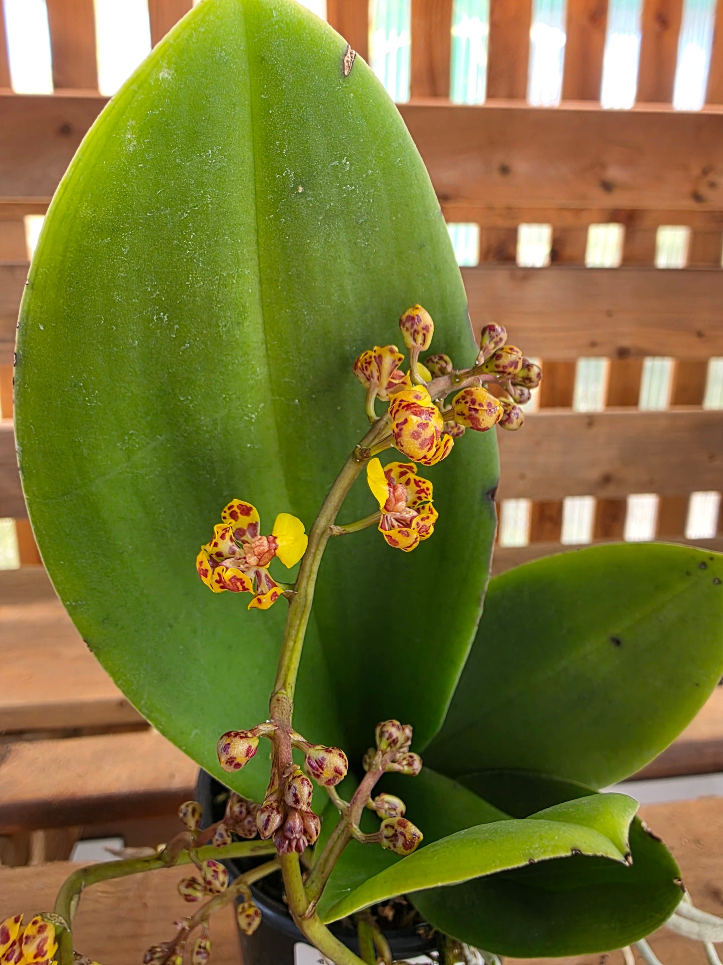 4" Trichocentrum Nanum