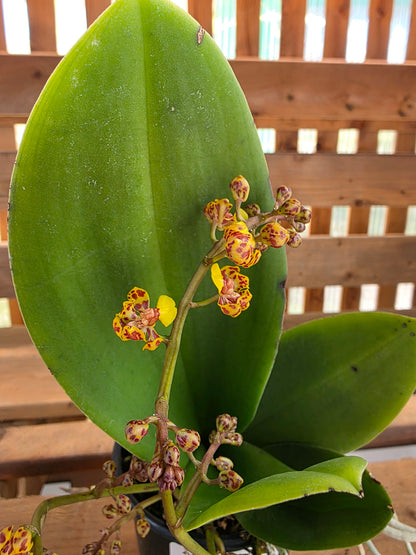 4" Trichocentrum Nanum