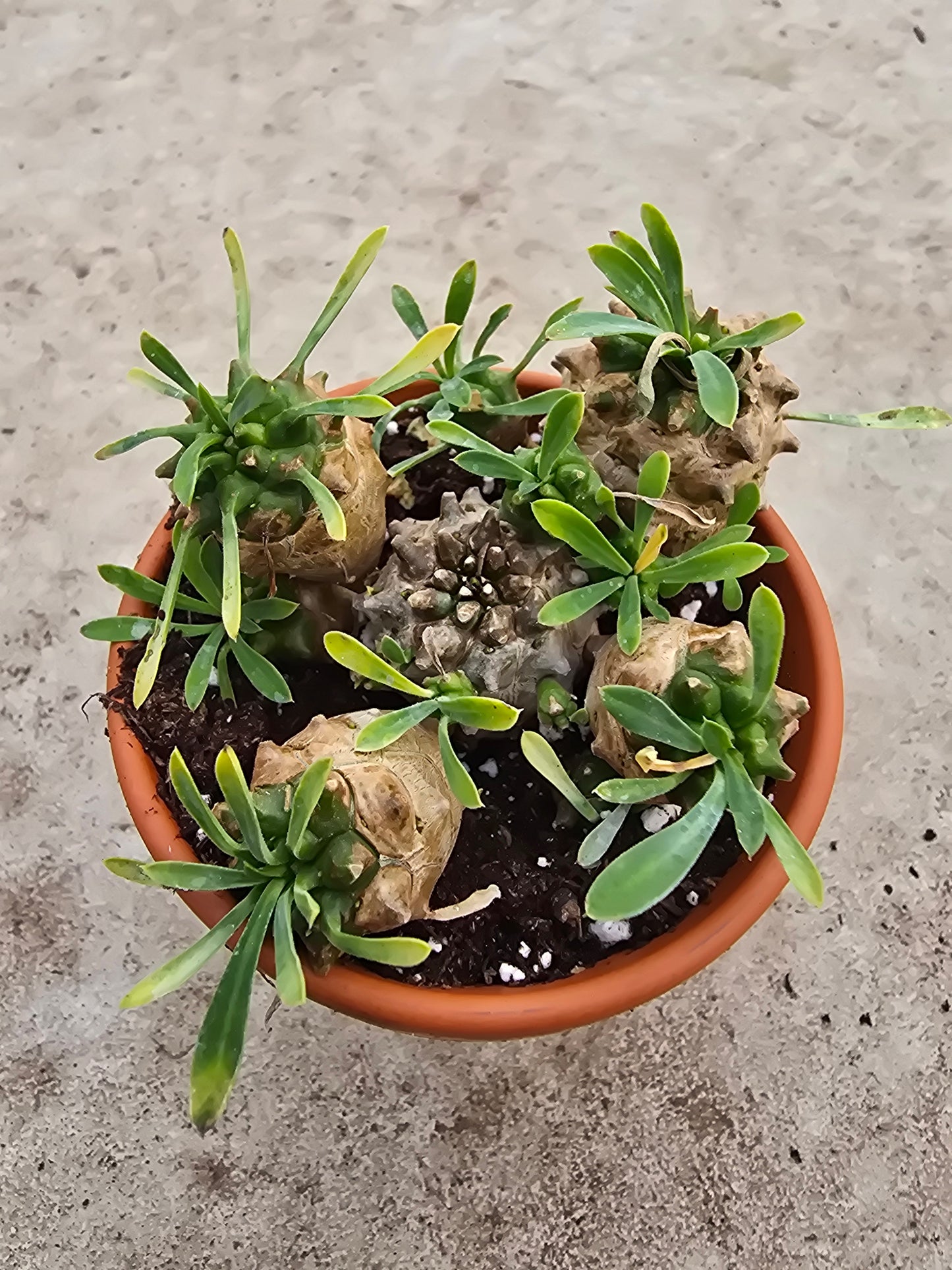 3" Euphorbia 'Sotetsu-Kirin'
