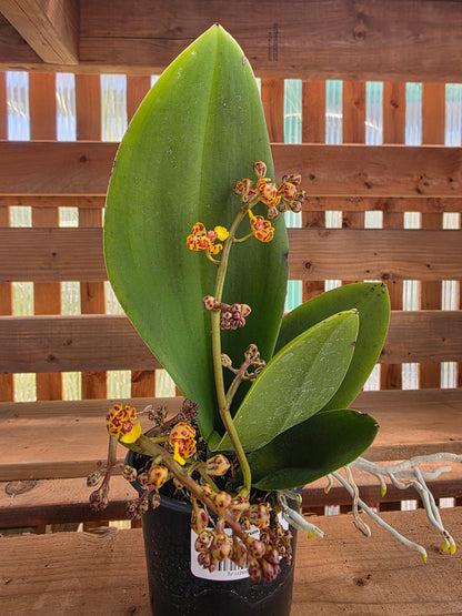 4" Trichocentrum Nanum