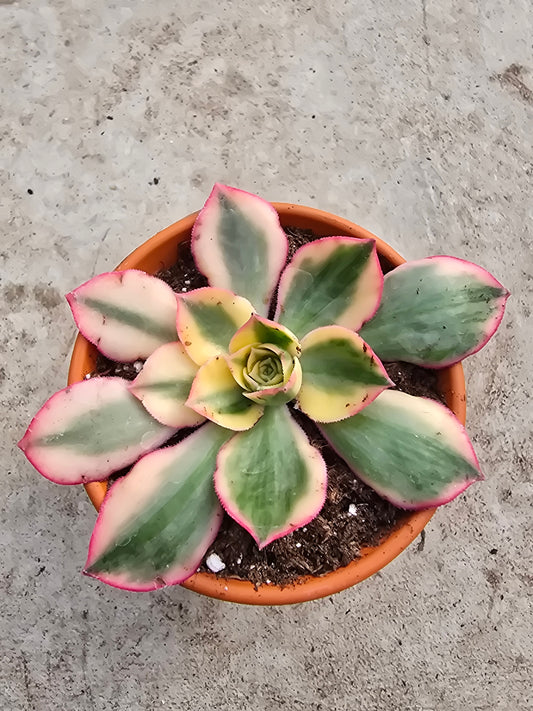 3" Aeonium 'Sunburst'