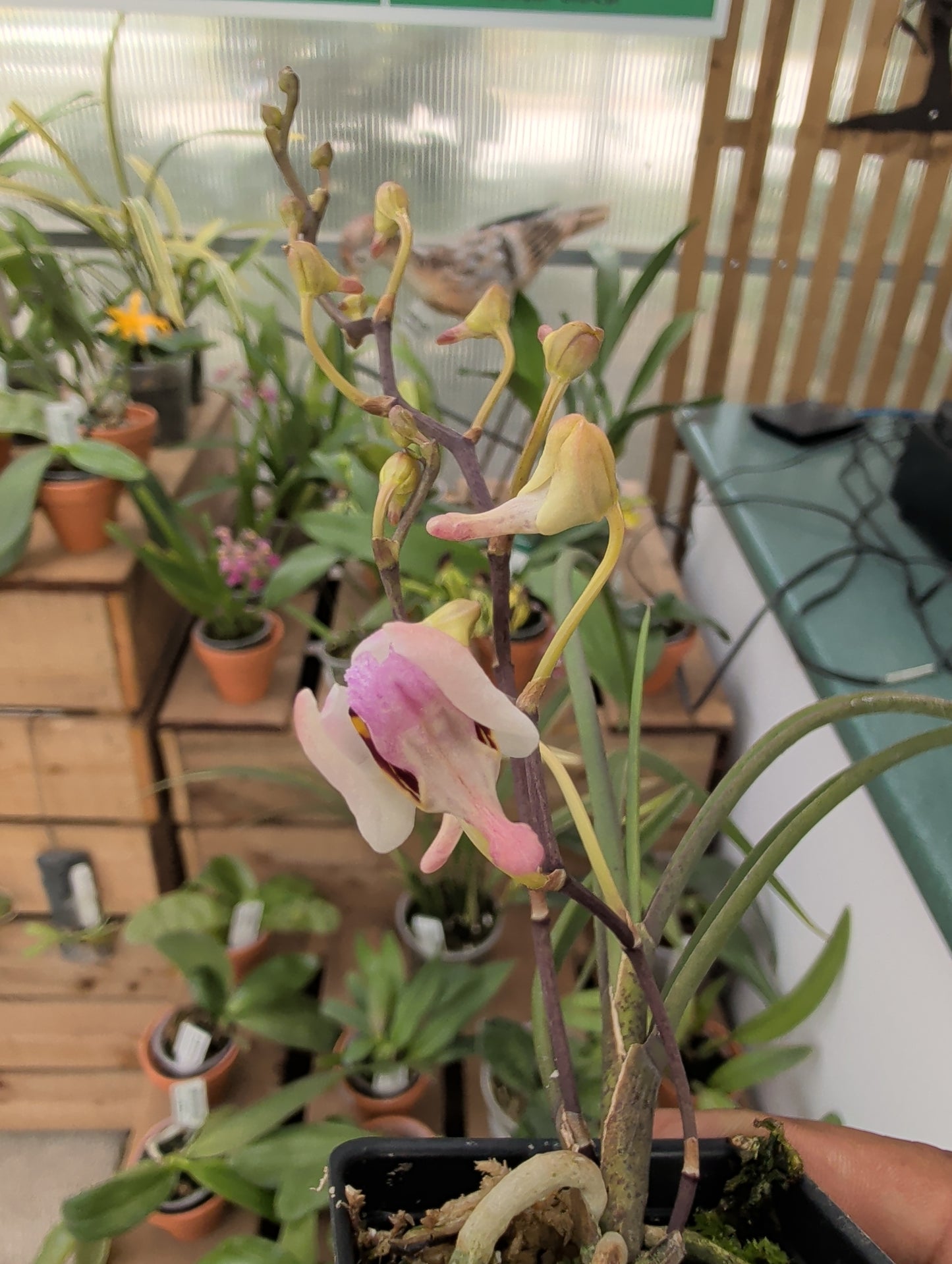 Holcoglossum wangii