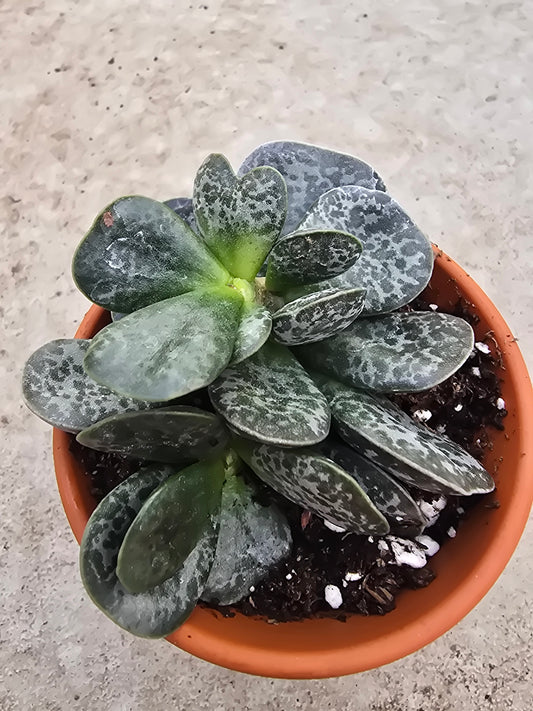 3" Adromischus maculatus