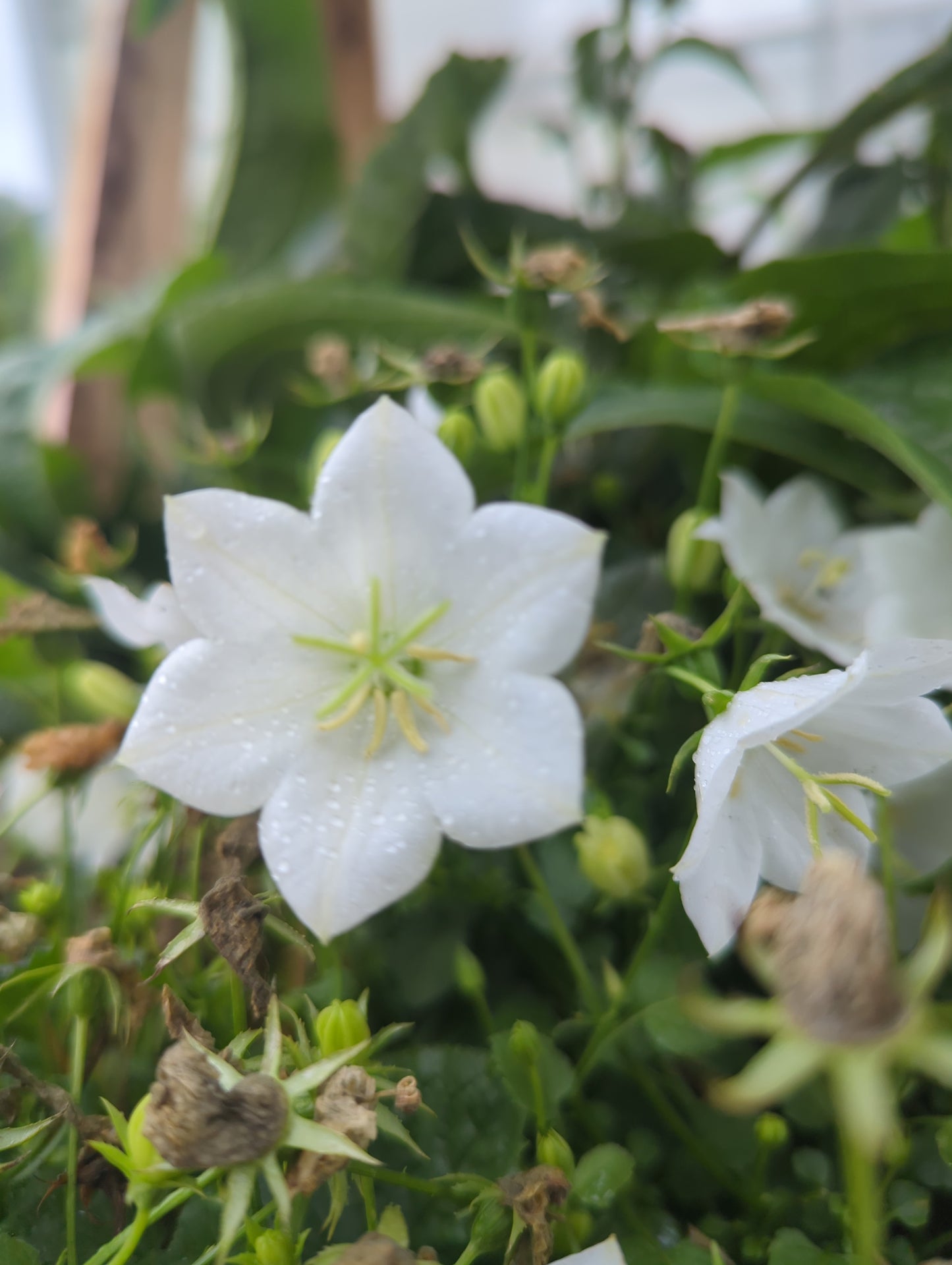 Carpathia Bellflower 'Rapido White'