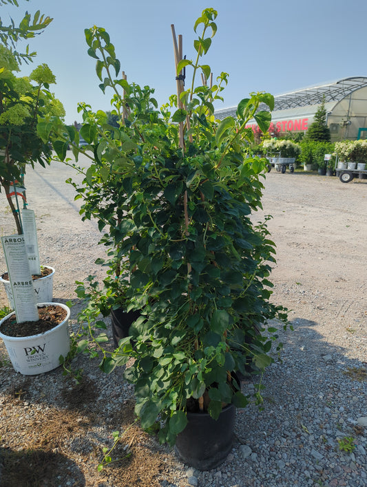 Climbing Hydrangea 5gal