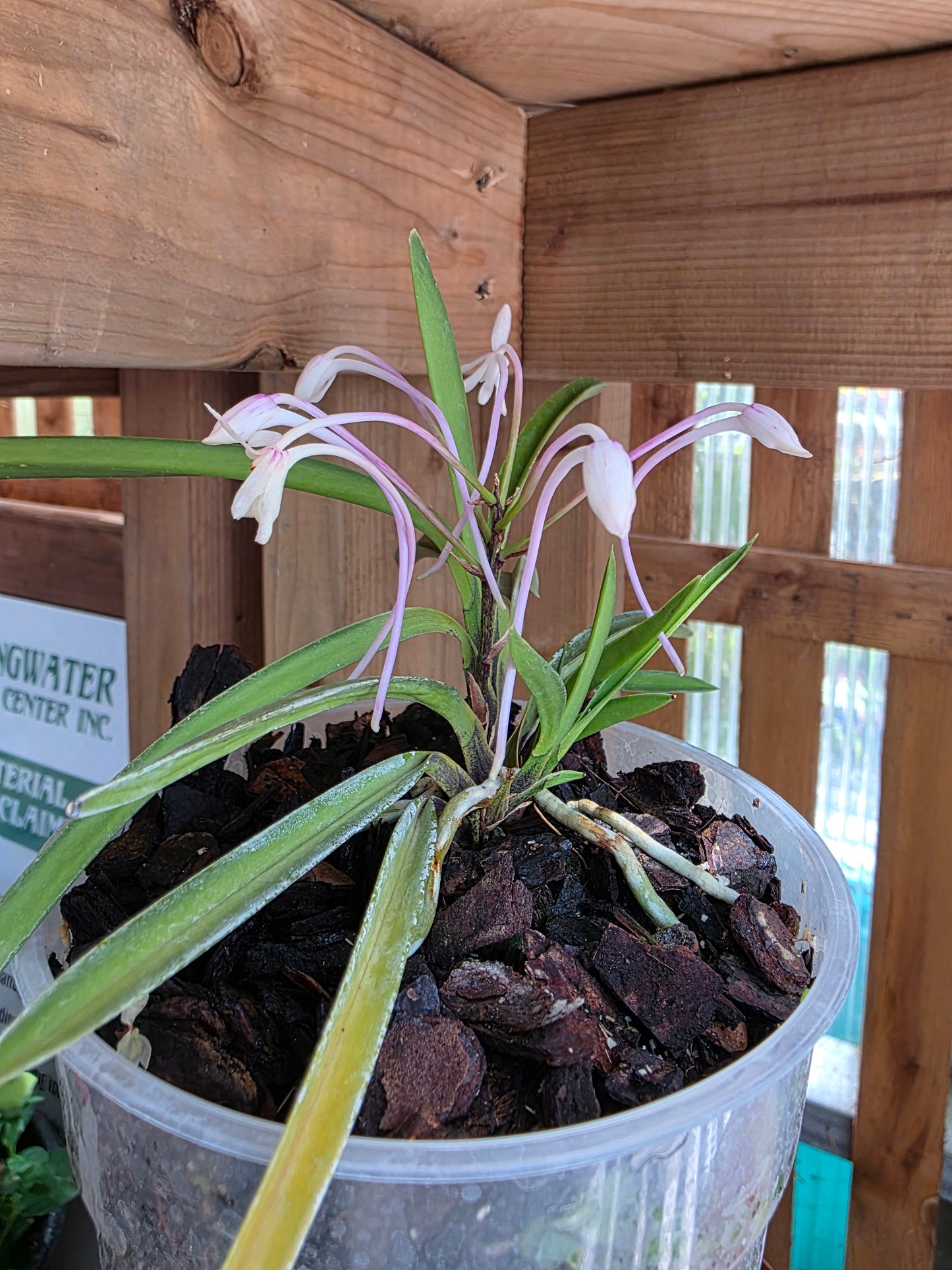 4.5" Neofinetia Falcata