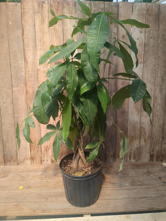 Money Tree, Braid (10" LOCAL PICK UP ONLY)