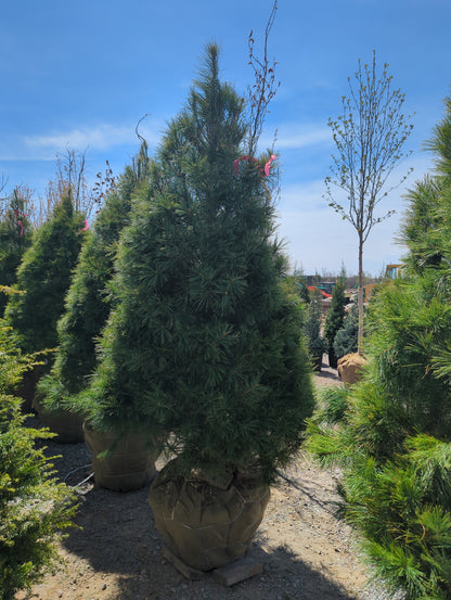 White Pine, 6', WB
