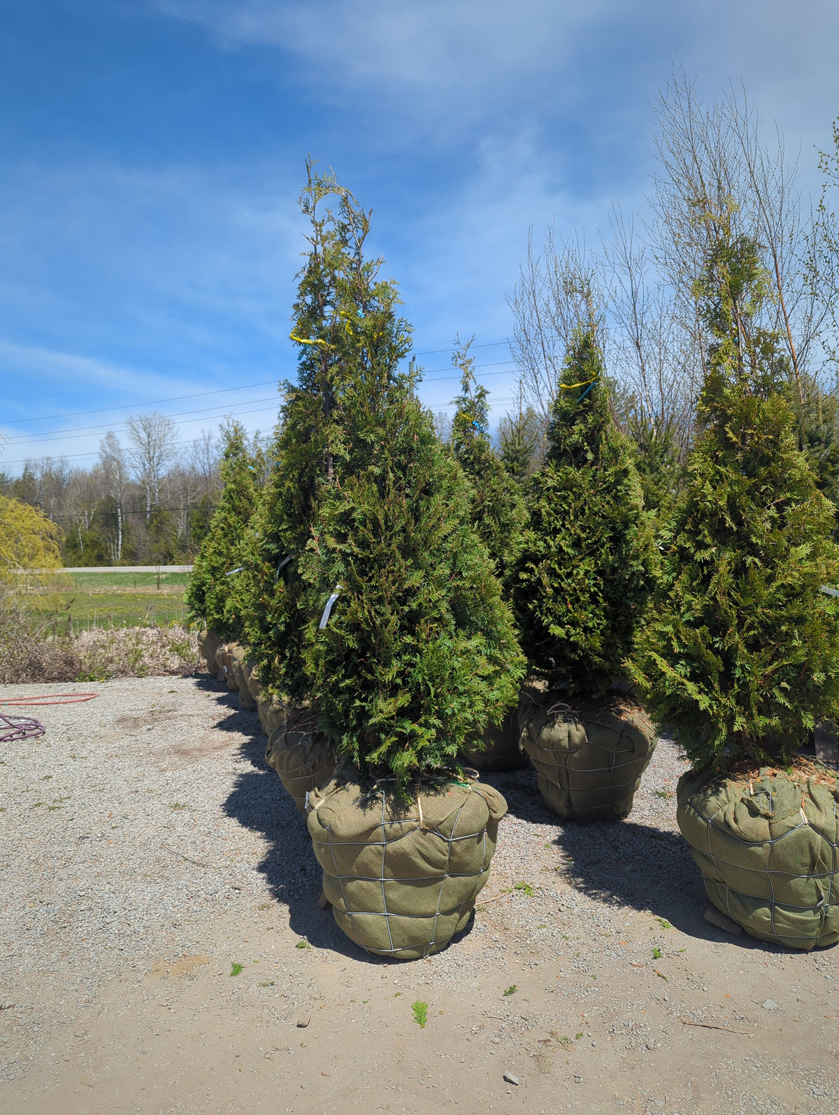 Black Cedar, 7', WB
