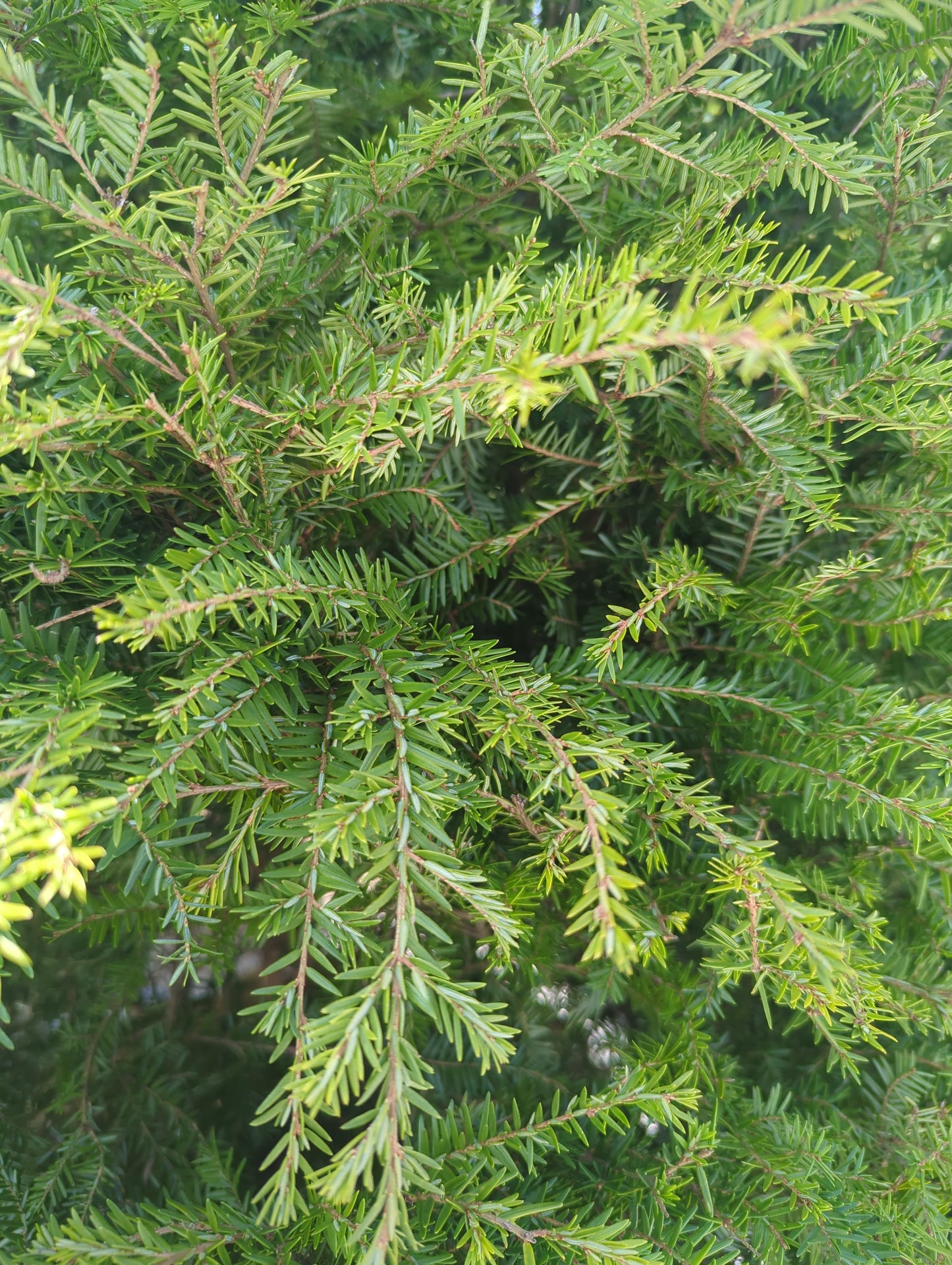 Canadian Hemlock, 6', WB