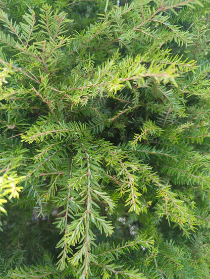 Canadian Hemlock, 6', WB