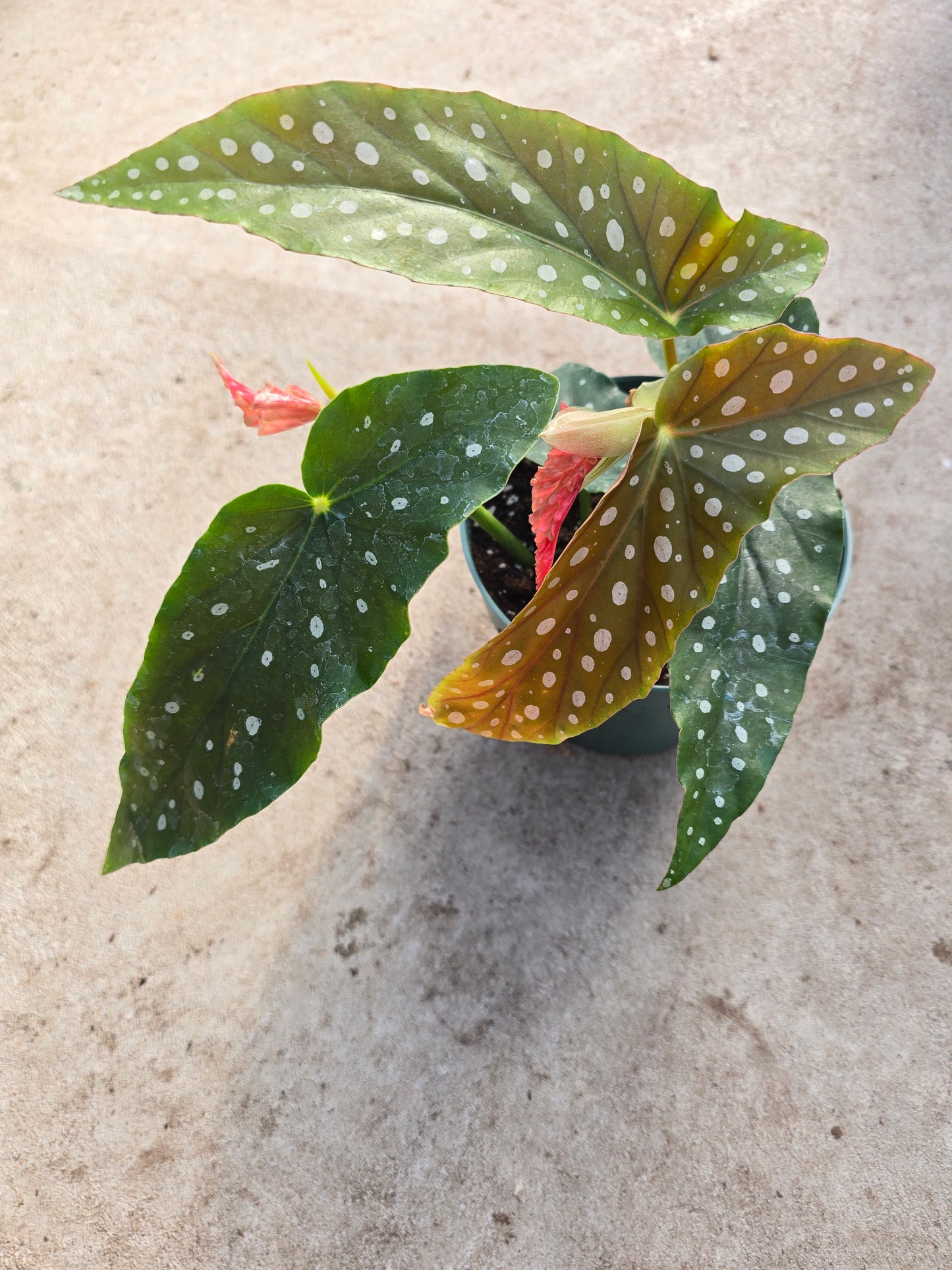 6” Begonia maculata