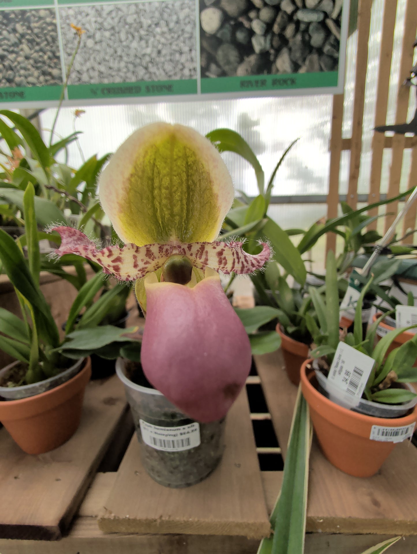 Paph liemianum x sib (#1 x Hsinying)